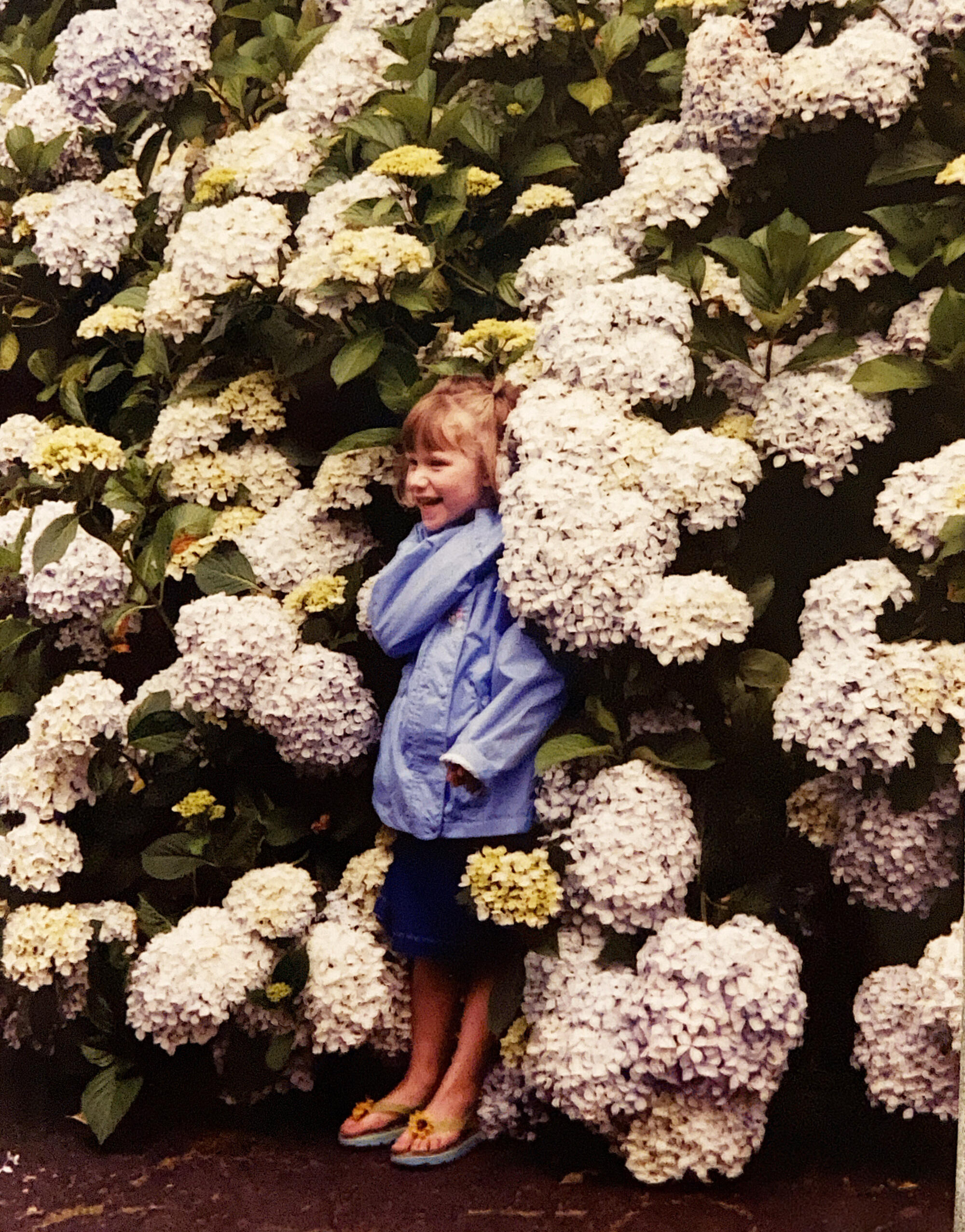 Childhood photo of Meadow Lane founder A young girl laughing in front of a wall of hydrangea blooms – the childhood memory behind Meadow Lane Tiles and the In the Garden collection